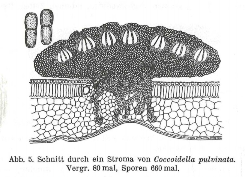 Представитель Семейства Coccoideaceae